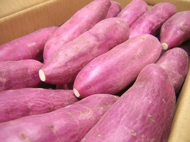 Khoai lang có khả năng ức chế 1 số loại ung thư - Ảnh 2.
