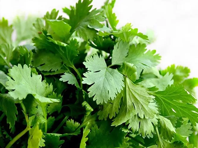 Các loại gia vị, thảo mộc mạnh hơn cả thuốc kháng sinh (phần 2) - Ảnh 6. Các loại gia vị, thảo mộc mạnh hơn cả thuốc kháng sinh (phần 2) - Ảnh 6.