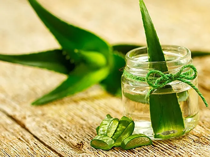 Những loại thảo mộc mạnh hơn cả thuốc kháng sinh (phần 1) - Ảnh 1.