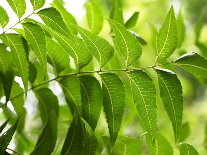 Các loại gia vị, thảo mộc mạnh hơn cả thuốc kháng sinh (phần 2) - Ảnh 8. Các loại gia vị, thảo mộc mạnh hơn cả thuốc kháng sinh (phần 2) - Ảnh 8.
