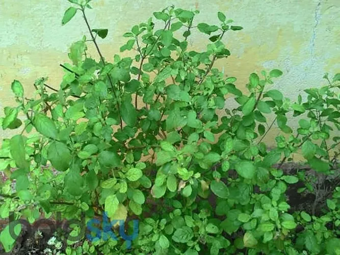Chuyên gia khuyên nên và không nên ăn gì trong mùa Đông? - Ảnh 6.