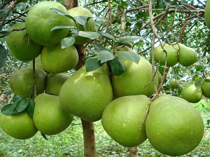 Những công dụng bất ngờ của quả bưởi - Ảnh 1.
