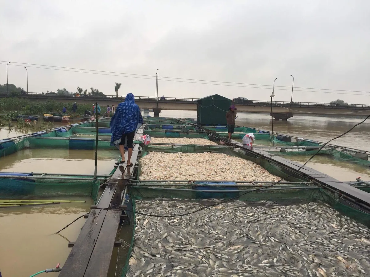 Thừa Thiên Huế: Hàng trăm tấn cá chết trắng, bị lũ cuốn trôi - Ảnh 3. Thừa Thiên Huế: Hàng trăm tấn cá chết trắng, bị lũ cuốn trôi - Ảnh 3.