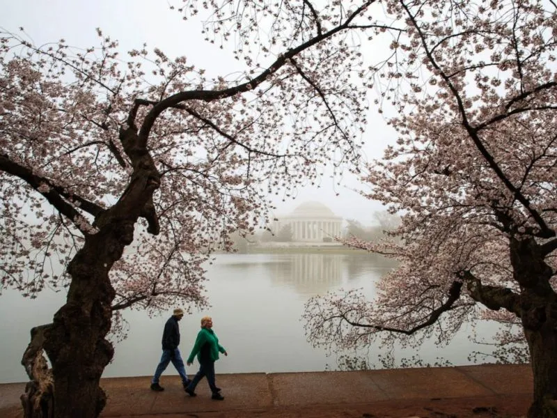 Lễ diễu hành đón hoa anh đào tại Washington D.C, Mỹ - Ảnh 6.