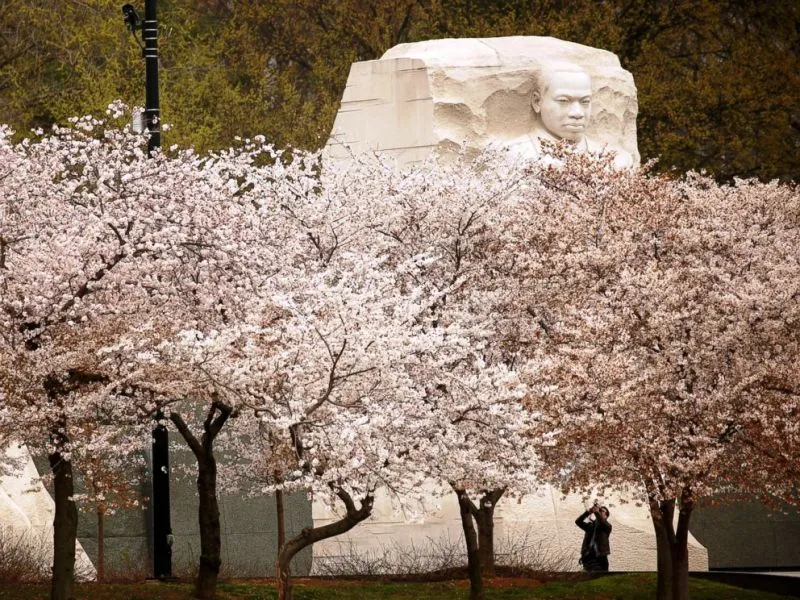 Lễ diễu hành đón hoa anh đào tại Washington D.C, Mỹ - Ảnh 5.