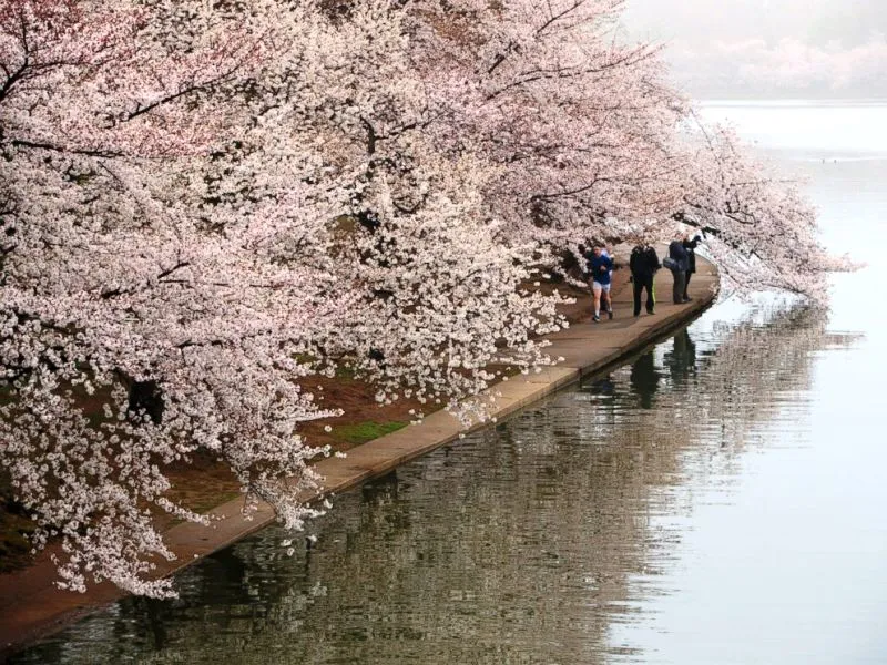 Lễ diễu hành đón hoa anh đào tại Washington D.C, Mỹ - Ảnh 4.