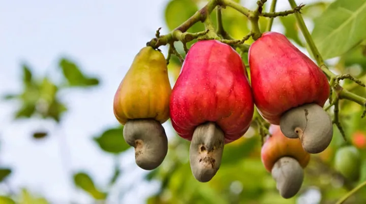 Công dụng ít biết của hạt điều đối với sức khỏe - Ảnh 2.