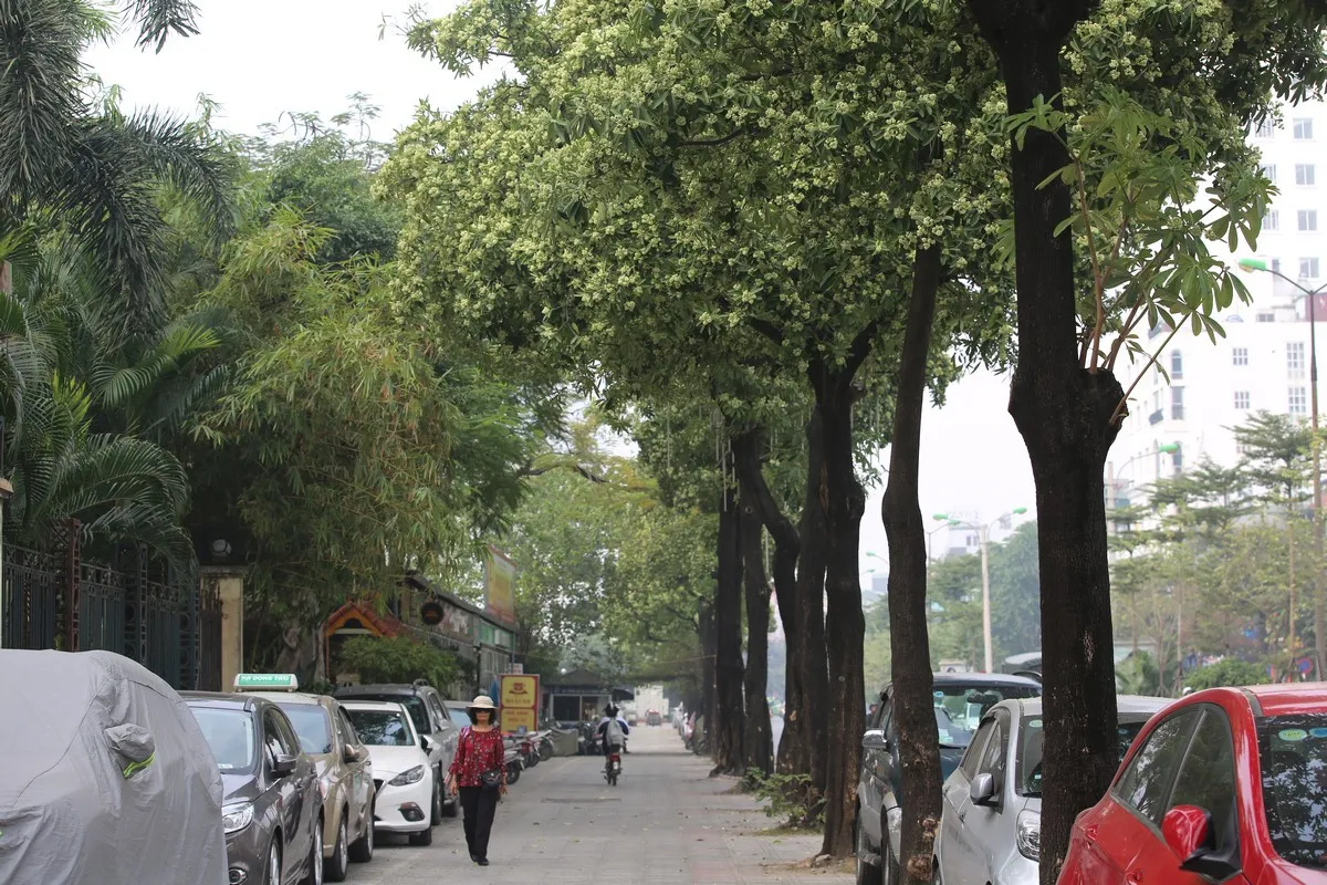 H&agrave; Nội: Tham vấn &yacute; kiến chuy&ecirc;n gia trước khi thay thế c&acirc;y hoa sữa ở một số khu vực - Ảnh 1.