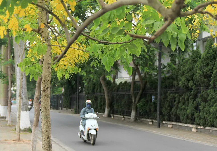 Ngắm muồng ho&agrave;ng yến nở rực v&agrave;ng giữa trời H&agrave; Nội - Ảnh 1.