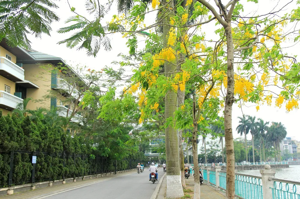 Ngắm muồng ho&agrave;ng yến nở rực v&agrave;ng giữa trời H&agrave; Nội - Ảnh 2.