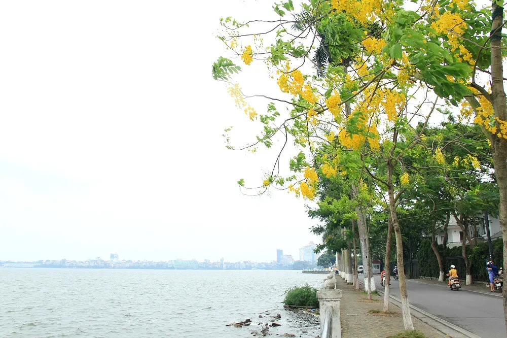 Ngắm muồng ho&agrave;ng yến nở rực v&agrave;ng giữa trời H&agrave; Nội - Ảnh 5.