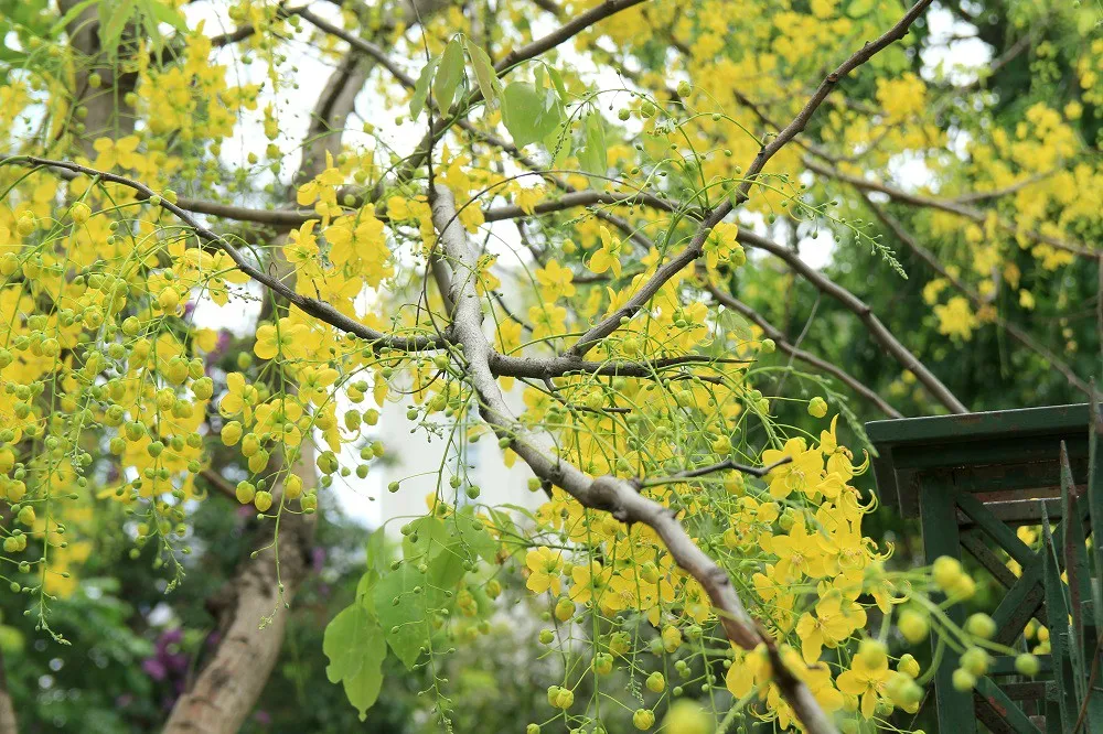 Ngắm muồng ho&agrave;ng yến nở rực v&agrave;ng giữa trời H&agrave; Nội - Ảnh 10.