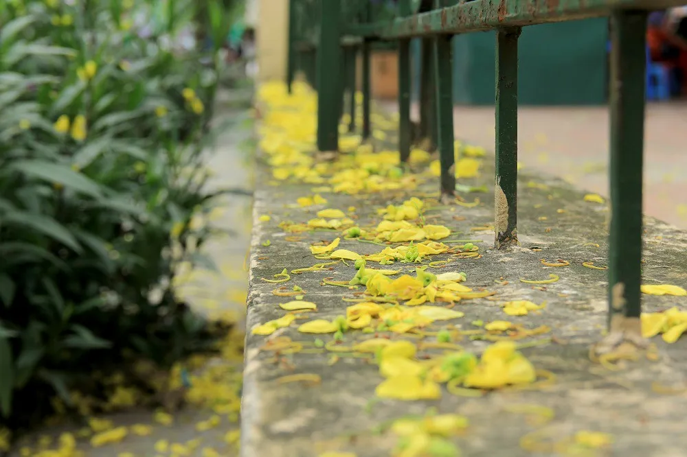 Ngắm muồng ho&agrave;ng yến nở rực v&agrave;ng giữa trời H&agrave; Nội - Ảnh 11.