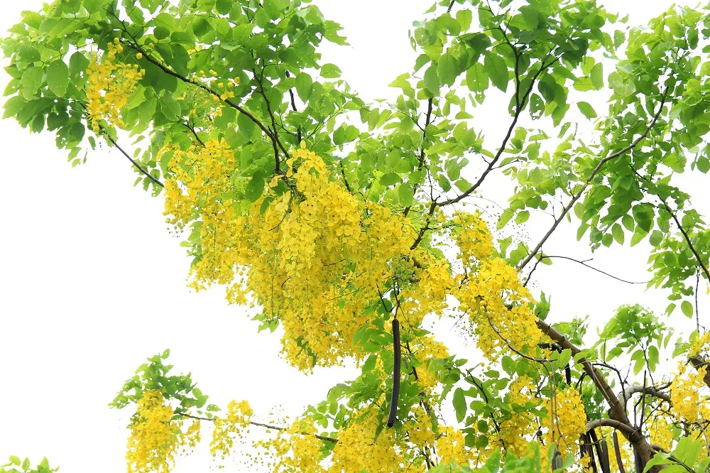 Ngắm muồng ho&agrave;ng yến nở rực v&agrave;ng giữa trời H&agrave; Nội - Ảnh 3.