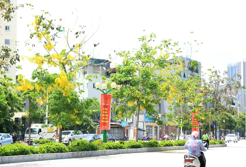 Ngắm muồng ho&agrave;ng yến nở rực v&agrave;ng giữa trời H&agrave; Nội - Ảnh 6.