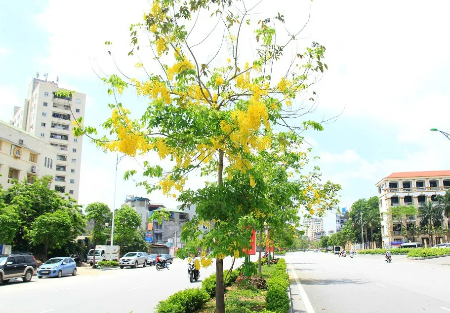 Ngắm muồng ho&agrave;ng yến nở rực v&agrave;ng giữa trời H&agrave; Nội - Ảnh 7.