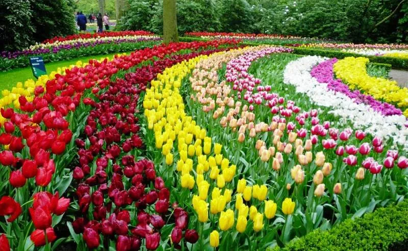 Rực rỡ cánh đồng hoa tulip tại Lisse, Hà Lan - Ảnh 1.