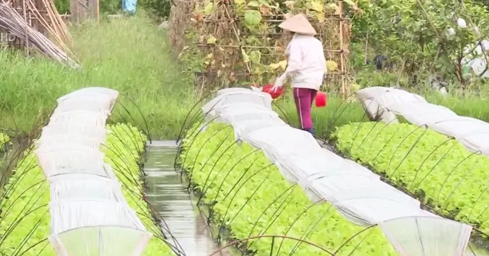 Những làng rau Hà Nội cho thu nhập... nửa tỷ đồng/ha - Ảnh 1.