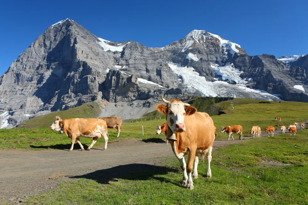 Mùa hè tuyệt đẹp trên dãy núi Alps - Ảnh 2.