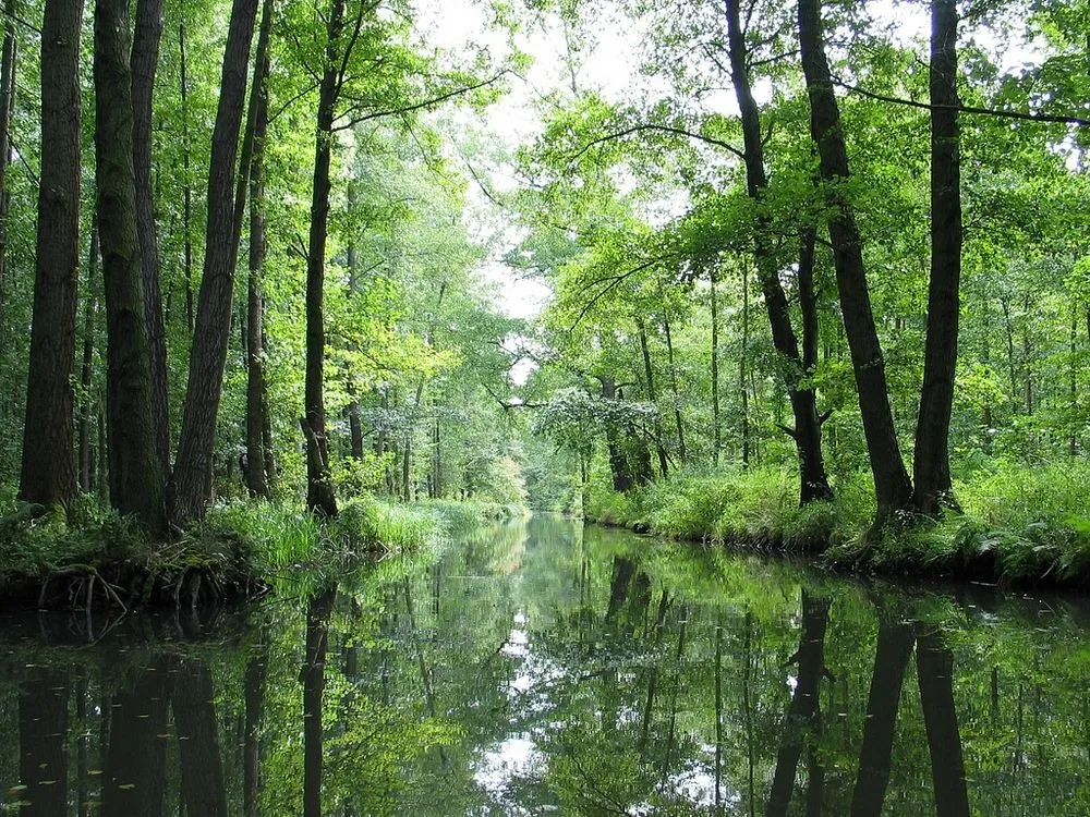 Lạc bước tới Spreewald - Venice của nước Đức - Ảnh 1.