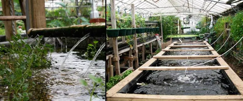 Aquaponics - Mô hình thủy canh ao vườn tại Mỹ - Ảnh 1.