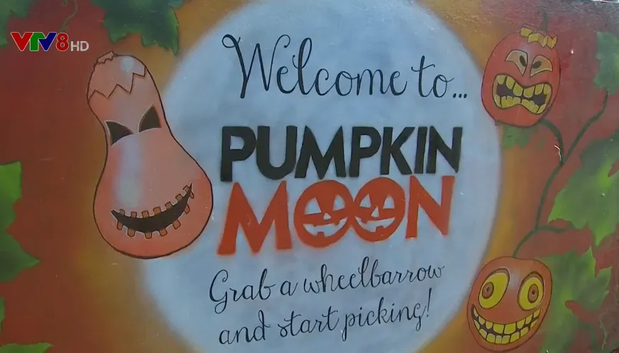 Nông trại bí ngô tự chọn mùa Halloween - Ảnh 1. Nông trại bí ngô tự chọn mùa Halloween - Ảnh 1.