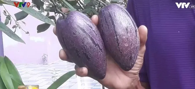 Đồng Th&aacute;p sẽ ra mắt thị trường Tết giống dưa hấu t&iacute; hon m&agrave;u t&iacute;m - Ảnh 1.