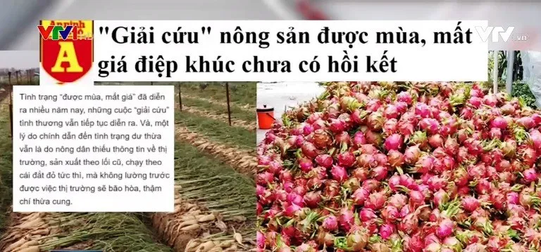 Thanh long rớt giá - Điệp khúc được mùa, mất giá vẫn chưa có hồi kết - Ảnh 2.