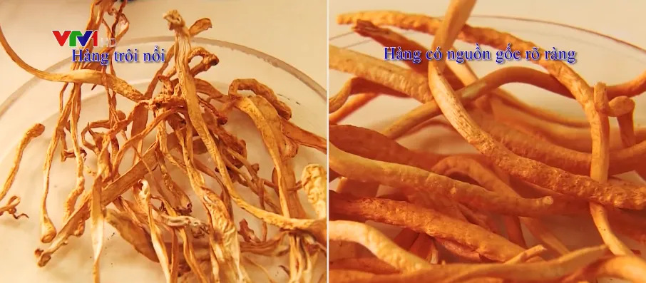 Cách phân biệt đông trùng hạ thảo thật - giả - Ảnh 1.
