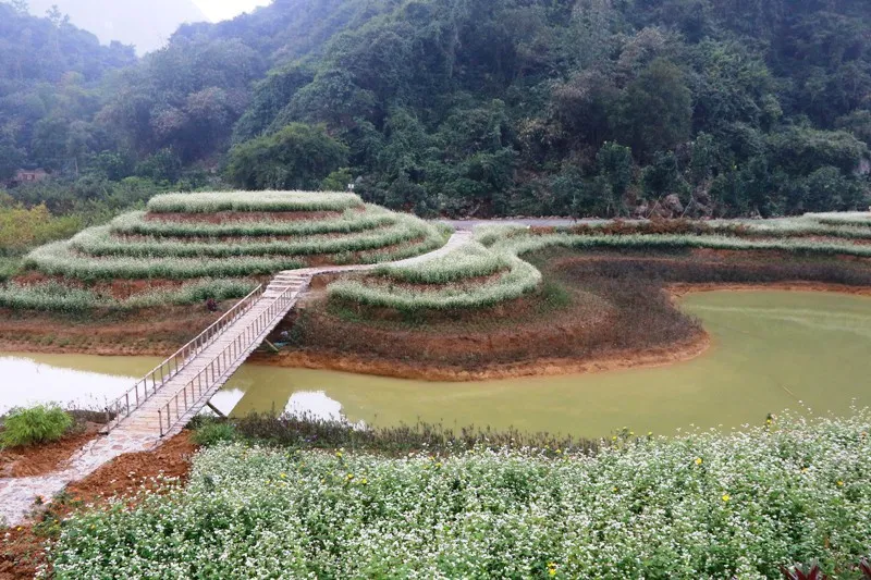 “Lạc trôi” giữa vườn tam giác mạch khoe sắc ở di sản Tràng An - Ảnh 1.