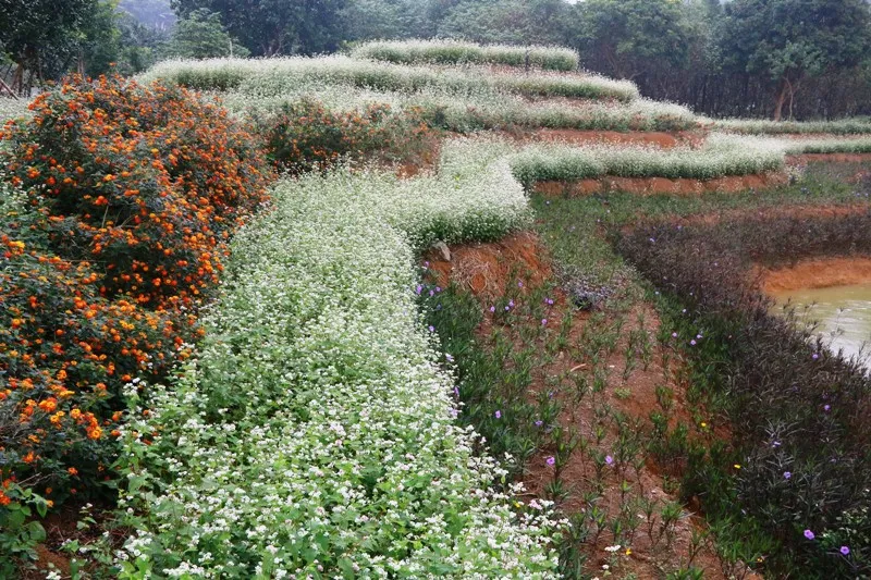 “Lạc trôi” giữa vườn tam giác mạch khoe sắc ở di sản Tràng An - Ảnh 4.