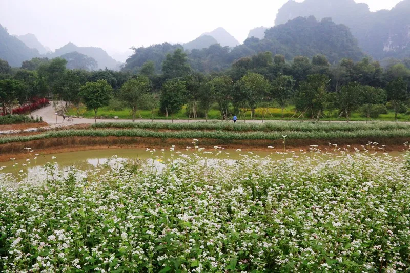 “Lạc trôi” giữa vườn tam giác mạch khoe sắc ở di sản Tràng An - Ảnh 9.