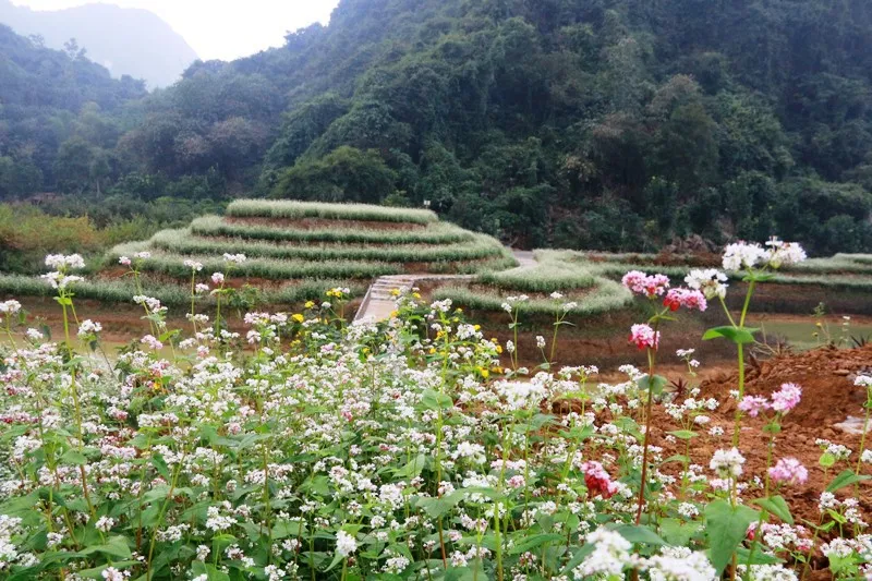 “Lạc trôi” giữa vườn tam giác mạch khoe sắc ở di sản Tràng An - Ảnh 10.