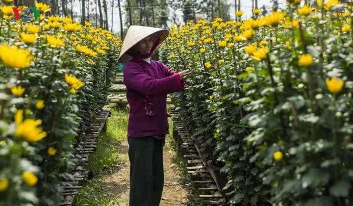 Buổi sáng ở làng hoa truyền thống xứ Huế - Ảnh 1.