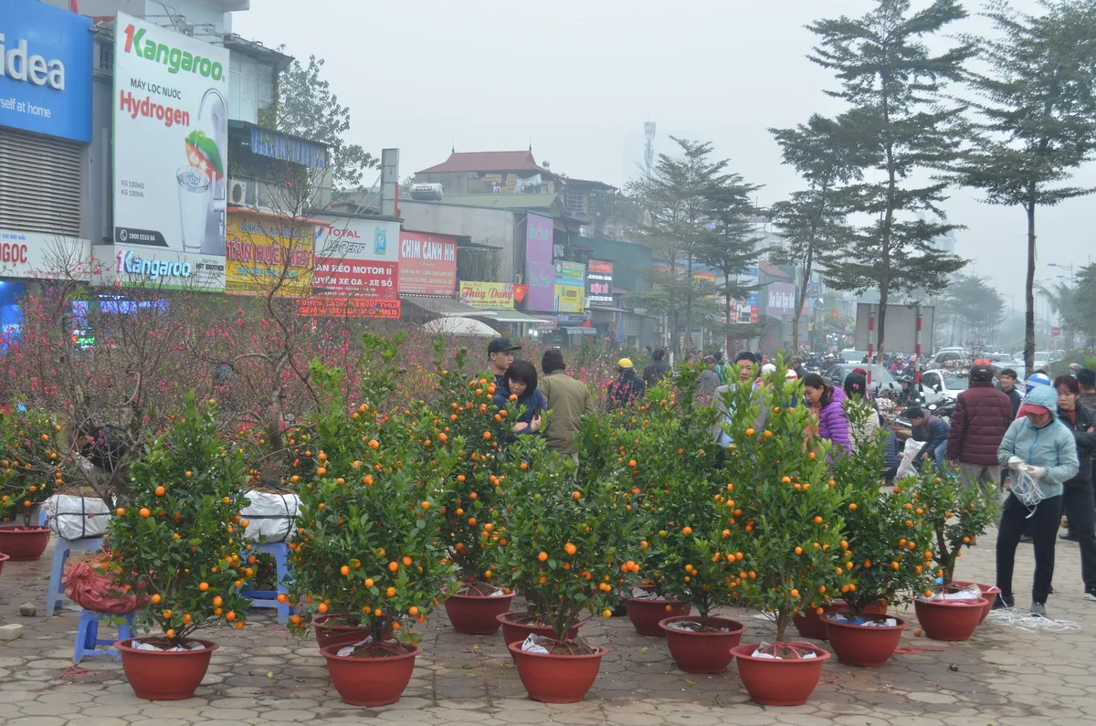 Chợ hoa Hoàng Hoa Thám rực rỡ, náo nhiệt ngày cận Tết - Ảnh 6.