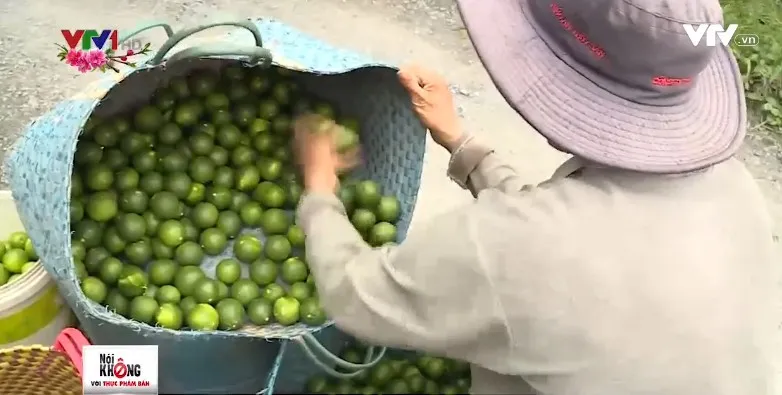 Vì sao người trồng chanh an toàn ở Đồng Tháp chưa mặn mà bán vào siêu thị? - Ảnh 2.