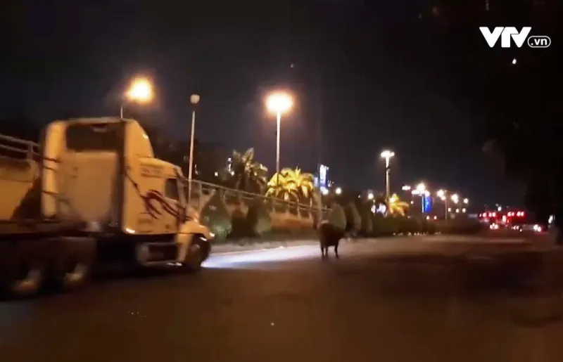 Xe chở b&ograve; gặp sự cố tr&ecirc;n cầu Ph&uacute; Mỹ - Ảnh 1.