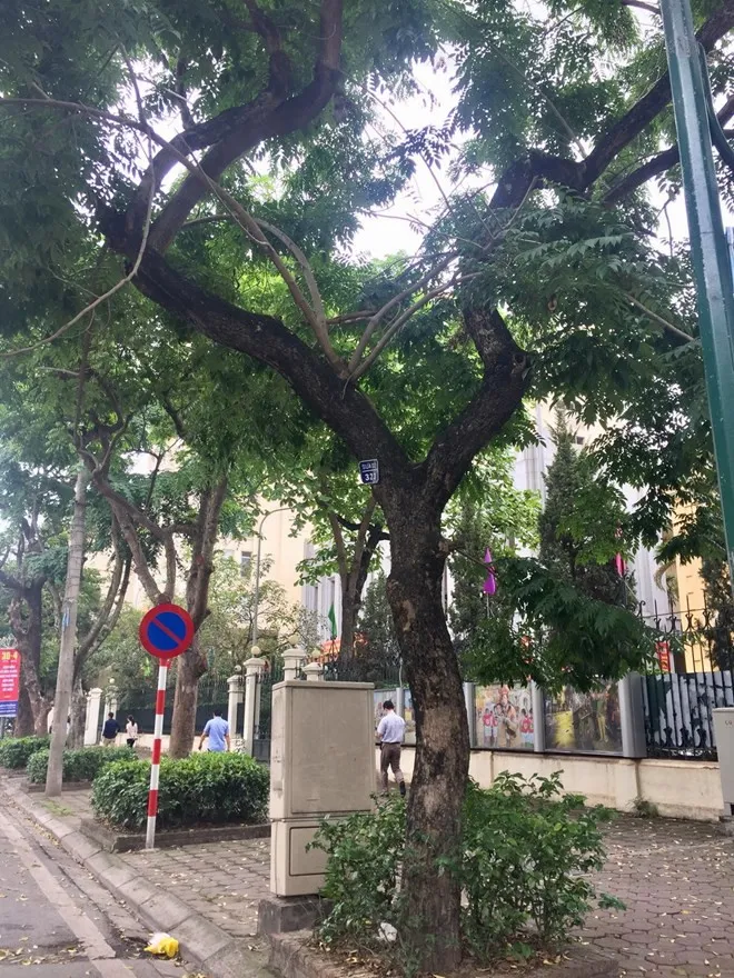 Hà Nội: Di chuyển cây xanh để thi công nhà ga S10 và S12 - Ảnh 1.