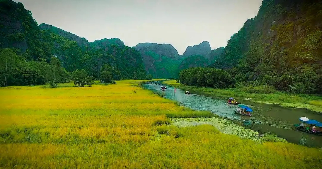 Nhanh chân đến Tam Cốc, Ninh Bình tháng 6 ngắm mùa lúa chín tuyệt đẹp - Ảnh 1.