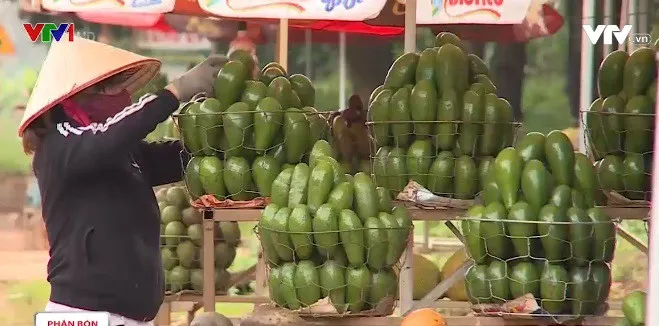 Bơ Tây Nguyên đang khẳng định giá trị - Ảnh 1.