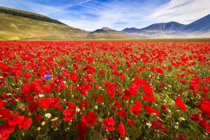 Quyến rũ thảm hoa khổng lồ tại Umbria, Italy - Ảnh 3. Quyến rũ thảm hoa khổng lồ tại Umbria, Italy - Ảnh 3.