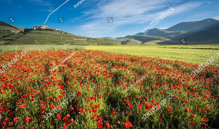 Quyến rũ thảm hoa khổng lồ tại Umbria, Italy - Ảnh 1. Quyến rũ thảm hoa khổng lồ tại Umbria, Italy - Ảnh 1.