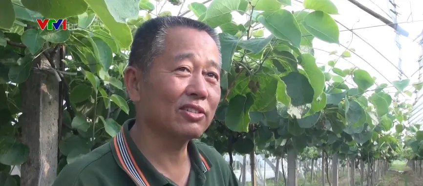 Mô hình trồng kiwi hiệu quả cao tại Trung Quốc - Ảnh 1. Mô hình trồng kiwi hiệu quả cao tại Trung Quốc - Ảnh 1.