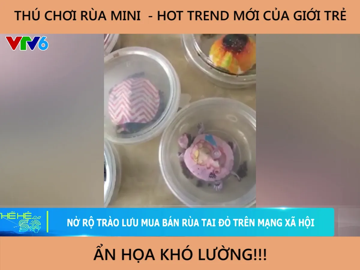 Nở rộ trào lưu mua bán rùa tai đỏ trên mạng xã hội - Ảnh 4.