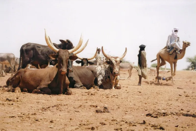 Afriscout - Ứng dụng giúp tìm nguồn nước và đồng cỏ ở châu Phi - Ảnh 1. Afriscout - Ứng dụng giúp tìm nguồn nước và đồng cỏ ở châu Phi - Ảnh 1.