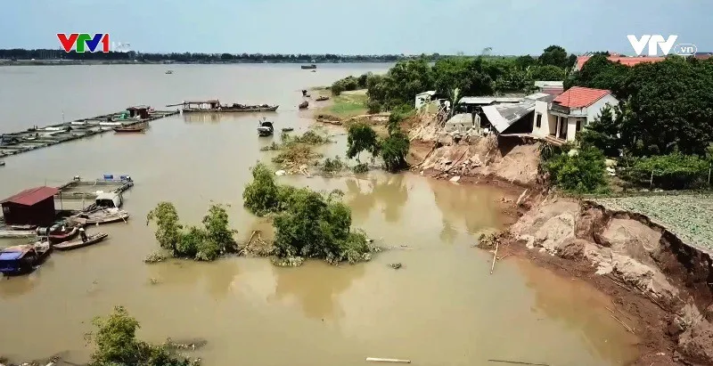 Hải Dương: Sạt lở nghiêm trọng cuốn trôi đất trồng - Ảnh 1.