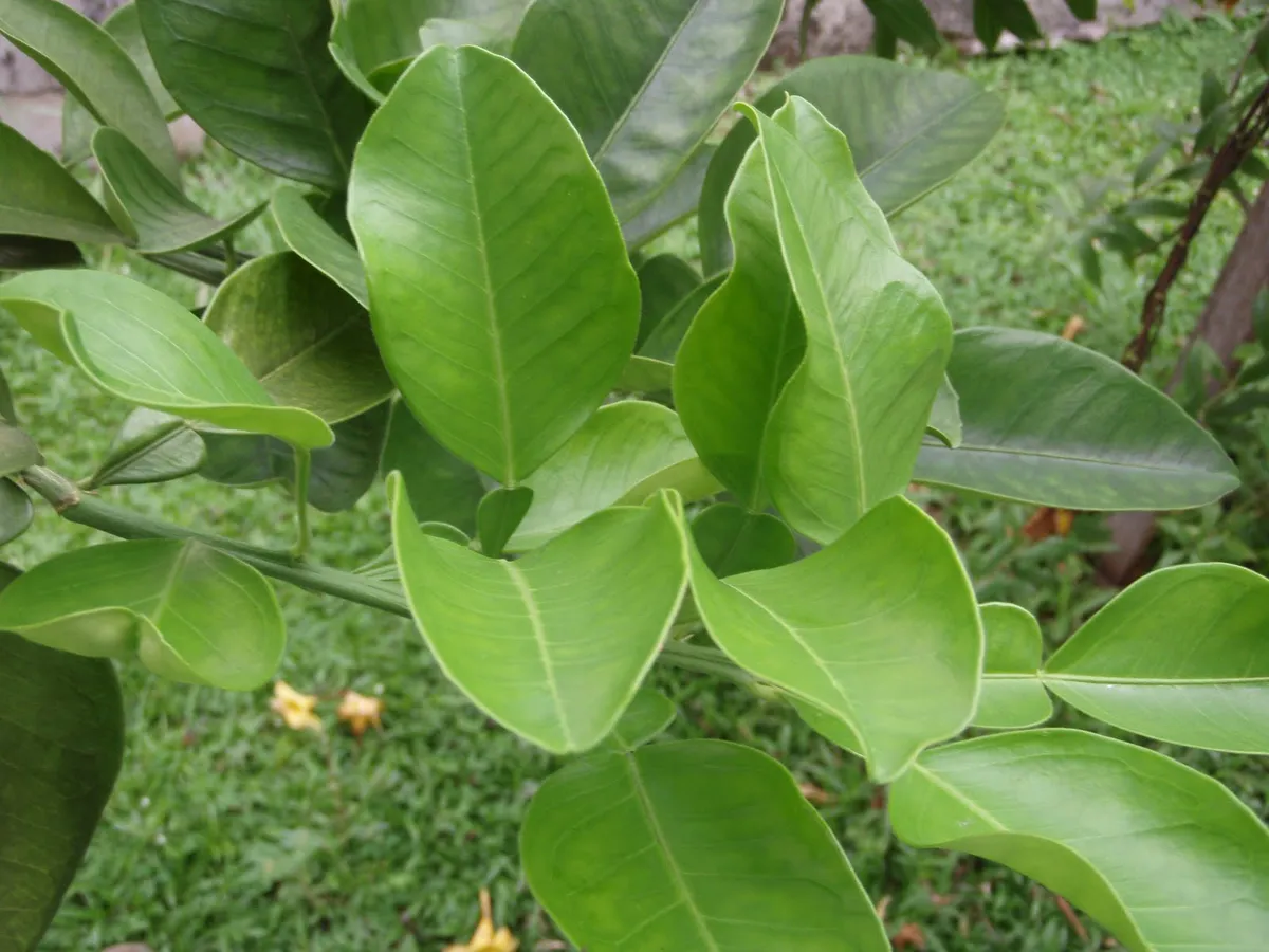 Các bài thuốc có bưởi trong y học dân gian - Ảnh 1. Các bài thuốc có bưởi trong y học dân gian - Ảnh 1.