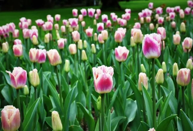 Hoa tulip đá khoe sắc tại Nhật Bản - Ảnh 5.