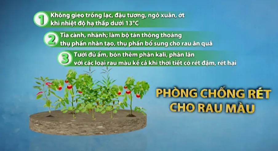 Các biện pháp chống rét cho trâu bò và rau màu - Ảnh 2.