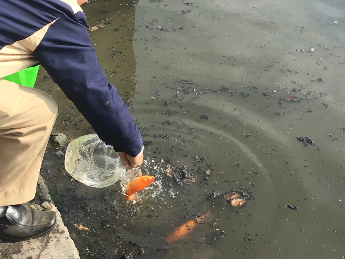 Cá chép ngày ông Công ông Táo “ngụp lặn” cùng tro đen trong hồ - Ảnh 6.